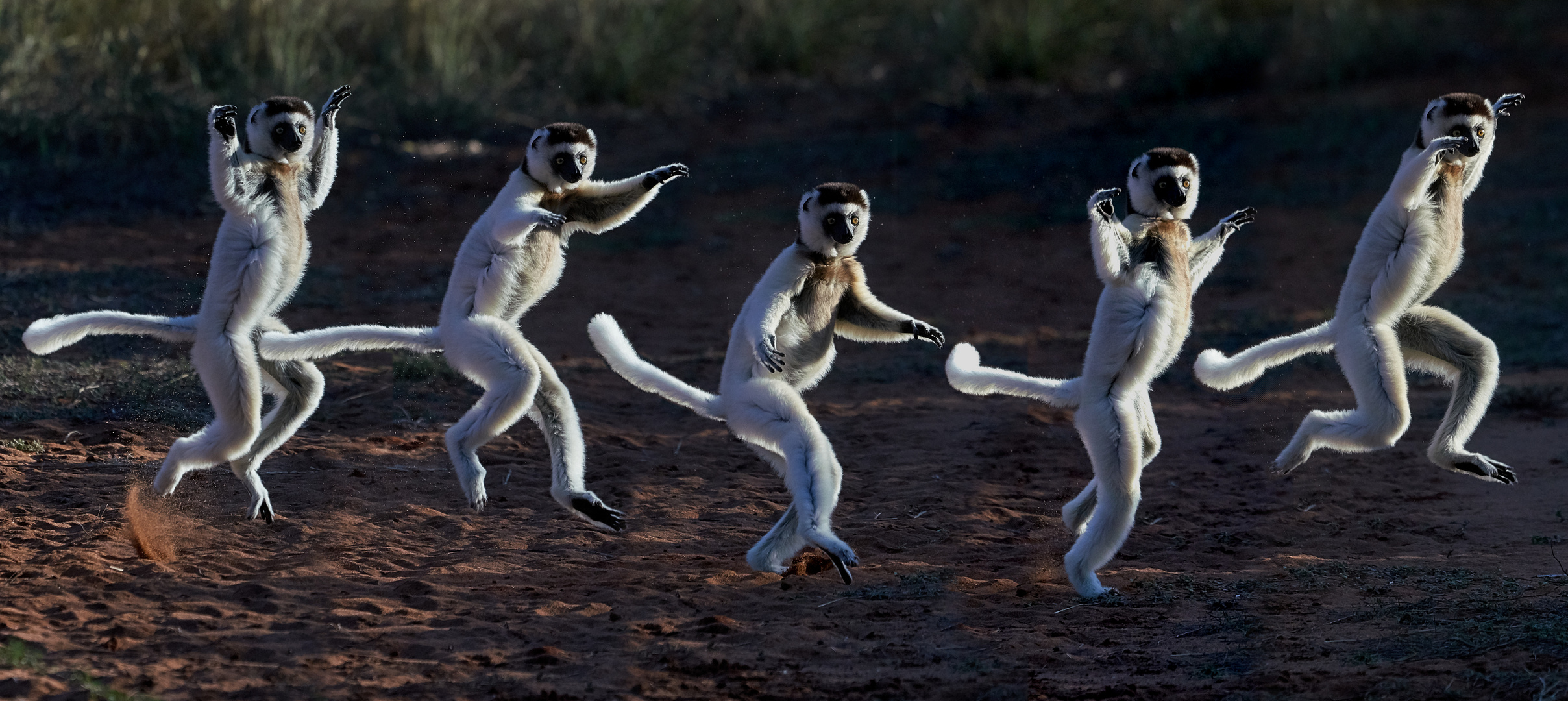 Sifaka in Bewegung