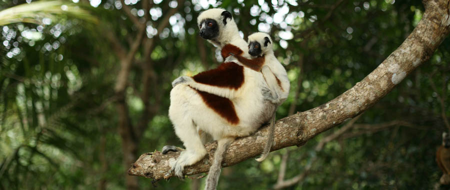 Sifaka mit Kind