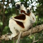 Sifaka mit Kind