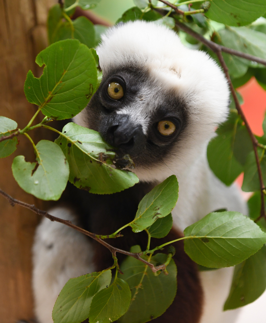 Sifakas