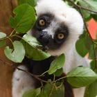 Sifakas