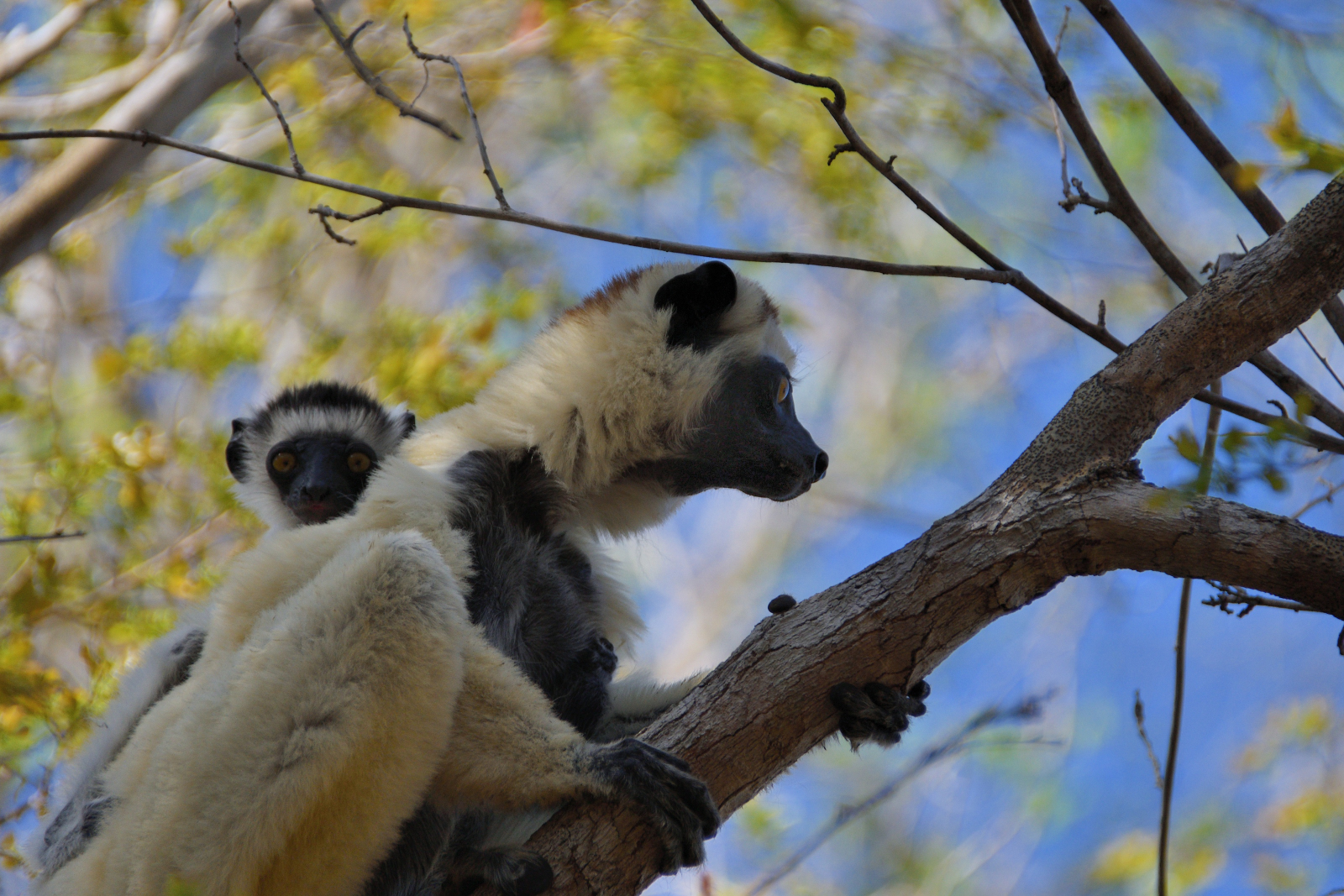 Sifakas