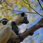 Sifakas