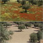 Sifnos  Frühling - Herbst