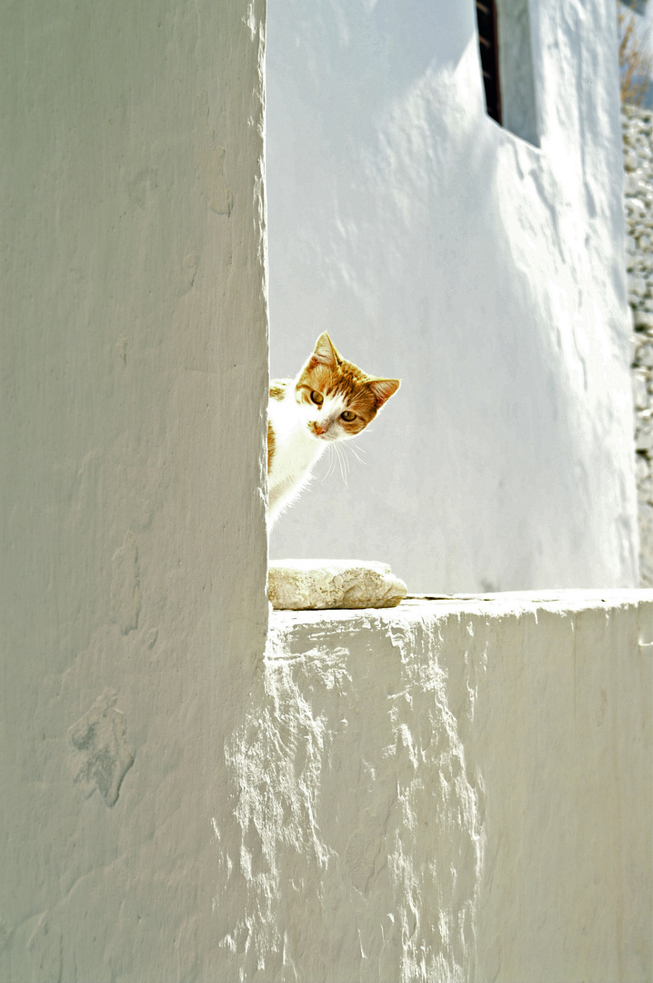 Sifnos, Katze