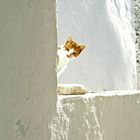 Sifnos, Katze