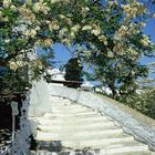 Sifnos, Treppe nach Artemona