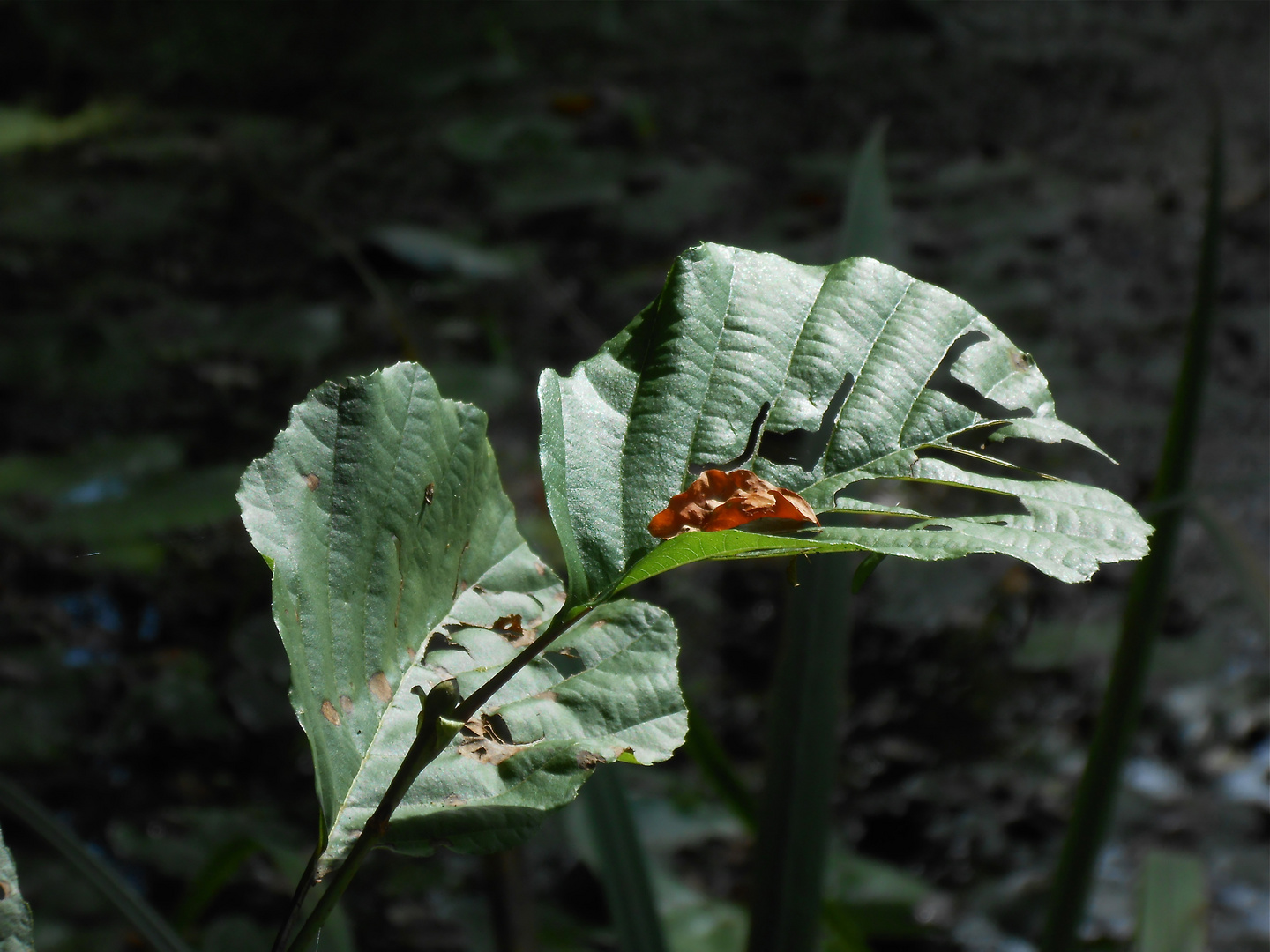 sig-natur *