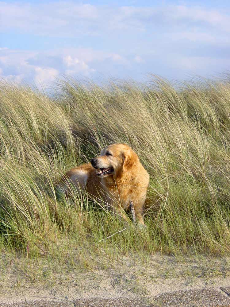 Siggi in den Dünen