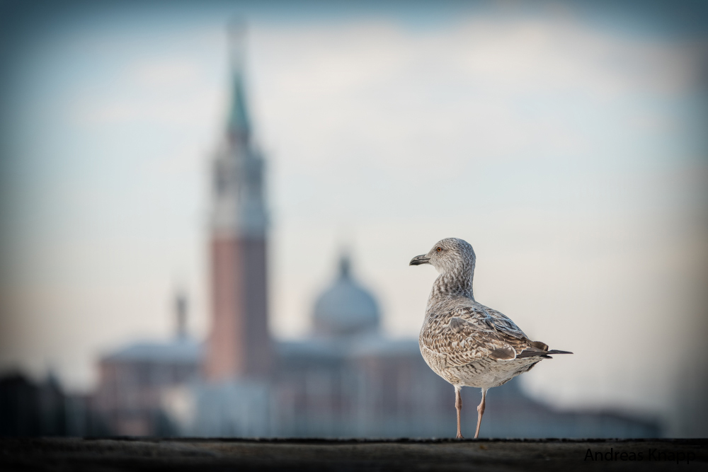 Sightseeing in Venedig