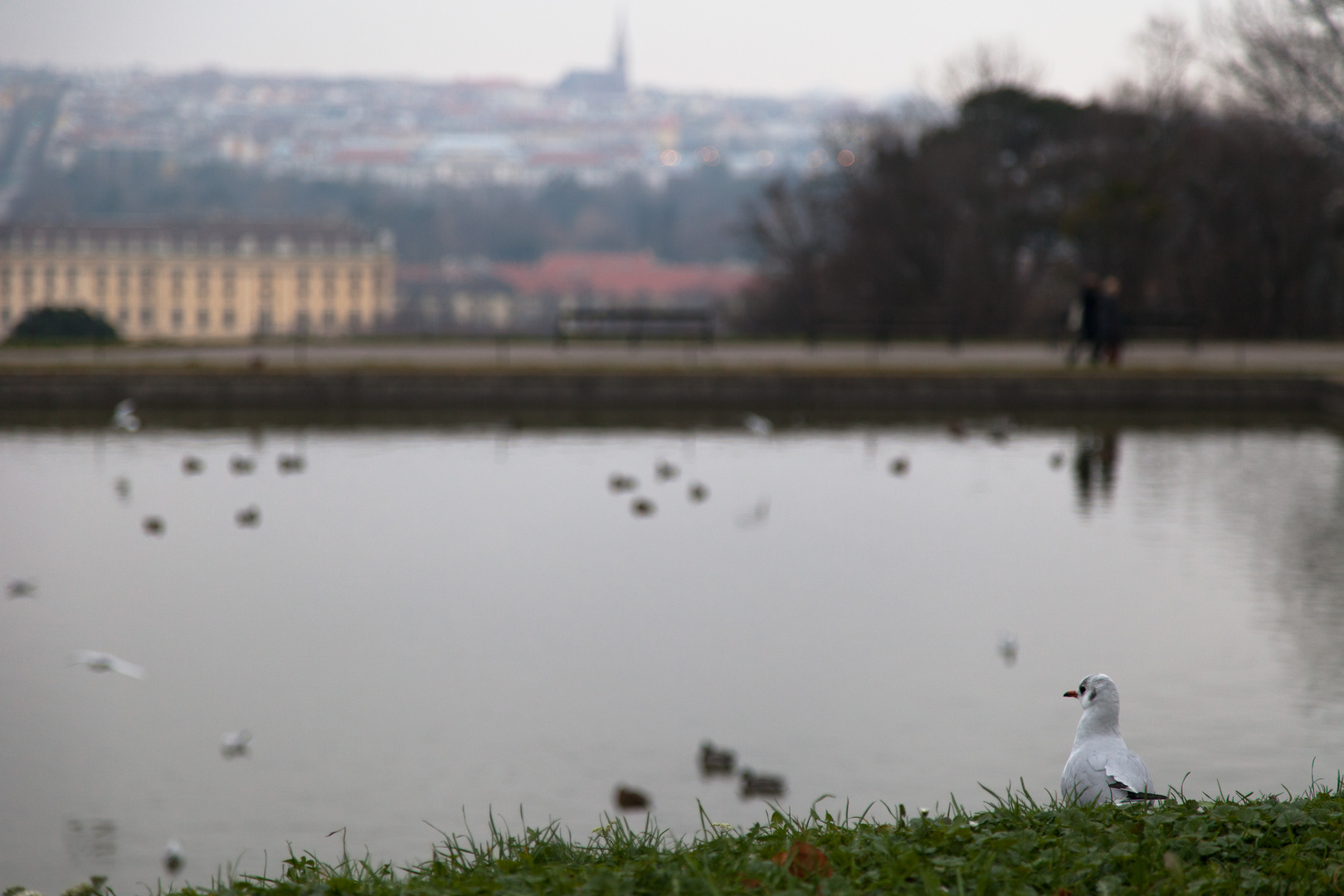 sightseeing in vienna