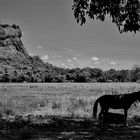 Sigiriya rock