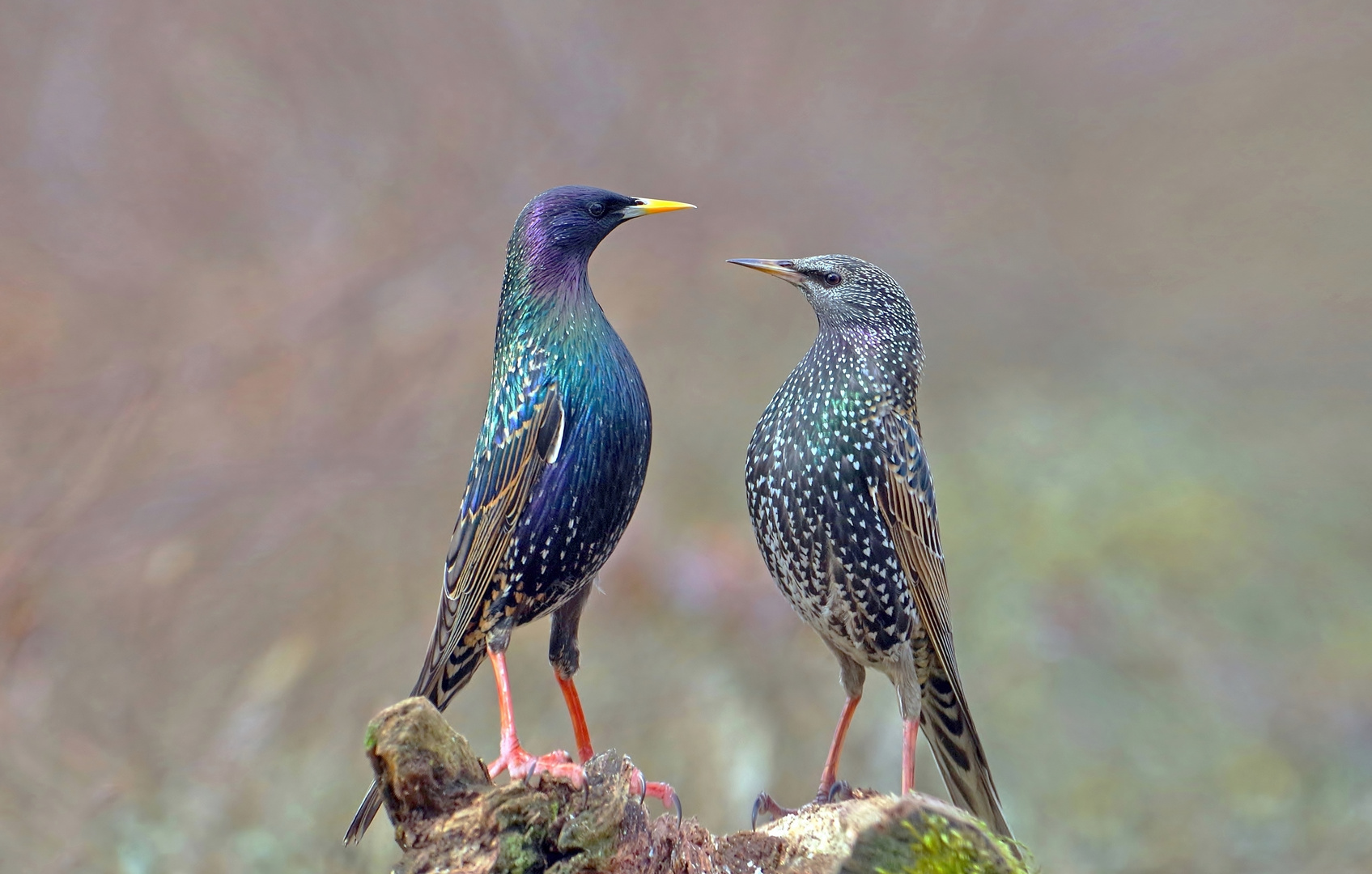 Sigma Naturbild 2019