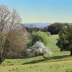 Sigmaringen im Frühling