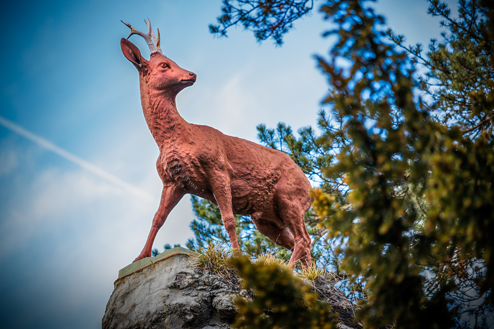 Sigmaringen - Rehbock auf dem Felsen