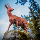 Sigmaringen - Rehbock auf dem Felsen