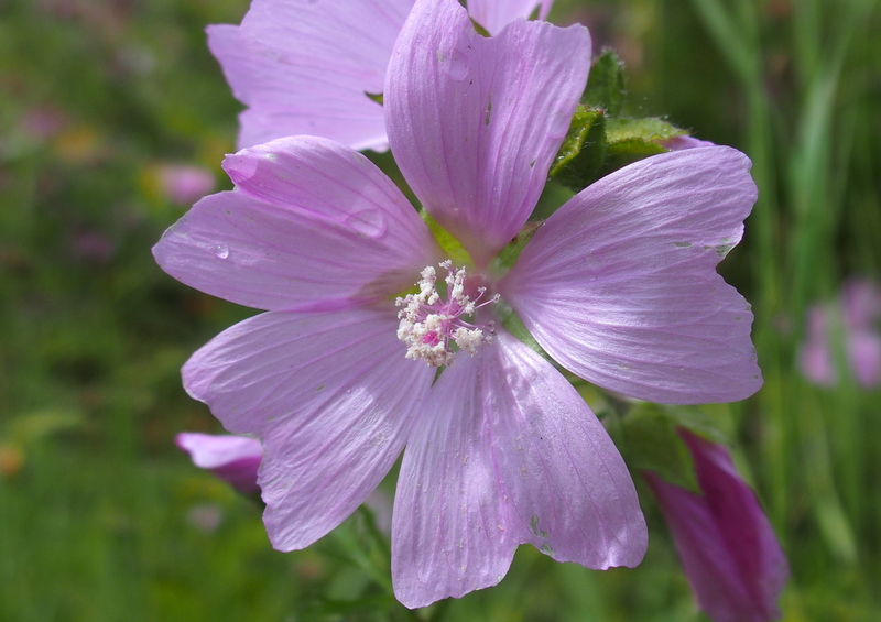 Sigmarswurz 'Malva alcea'