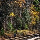 SIGNAL AM RANDE EINES HERBSTWALDES