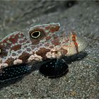 Signal Goby