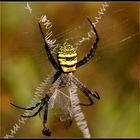 Signature Spider eating Dragonfly