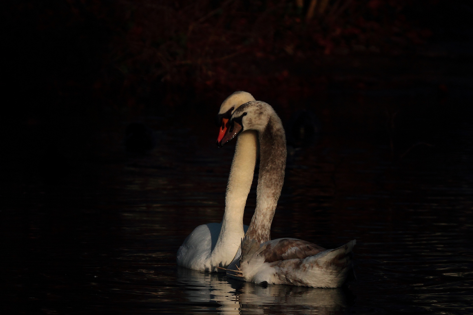 Signe de tendresse