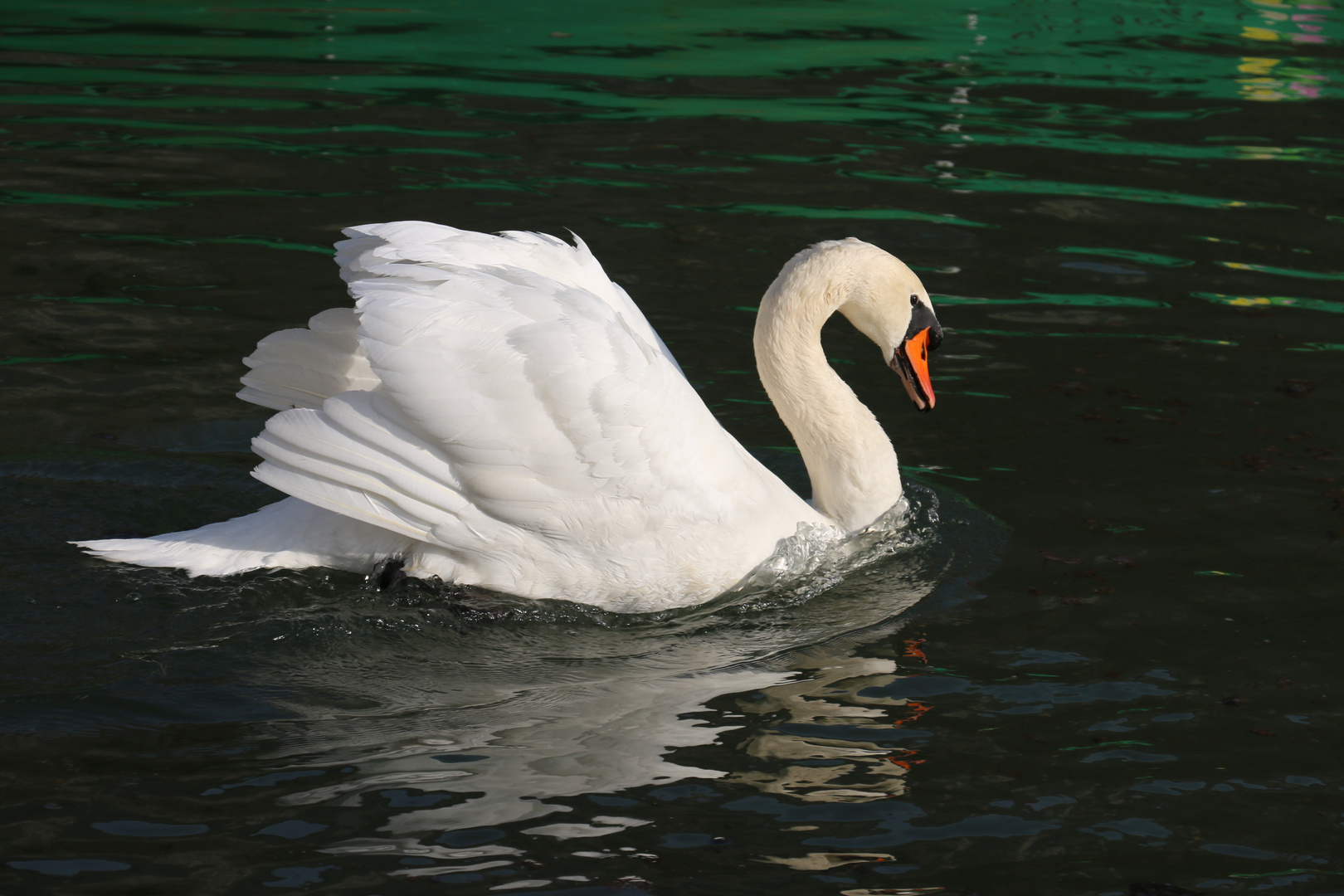 Signé le Cygne