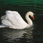 Signé le Cygne