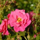 Signification des couleurs des roses : rouge, jaune, blanc