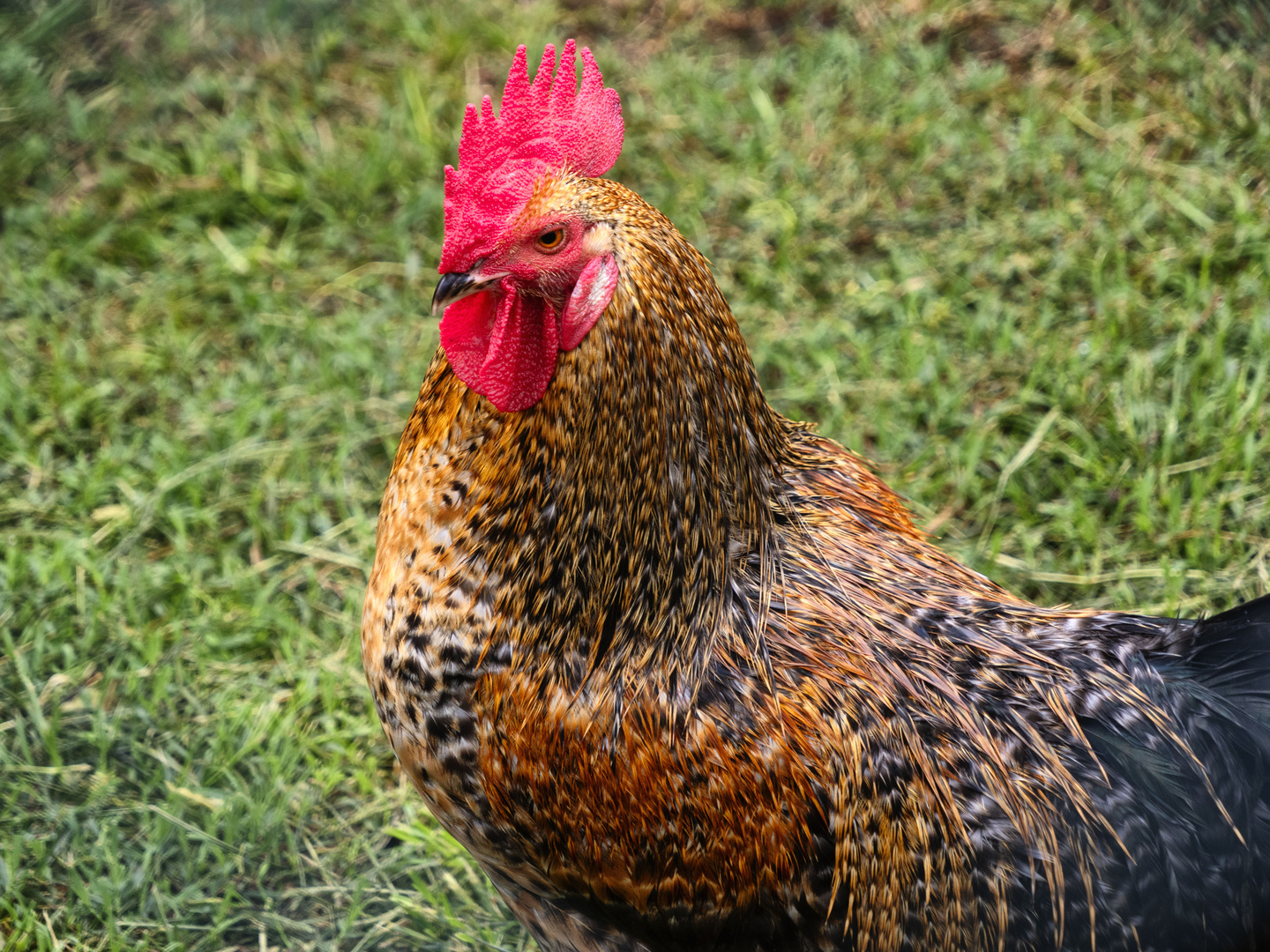 Signor Gallo di Castello