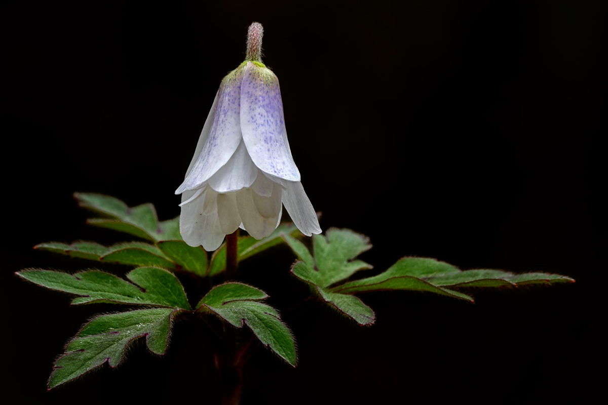 Signori e Signore..... arriva la primavera!