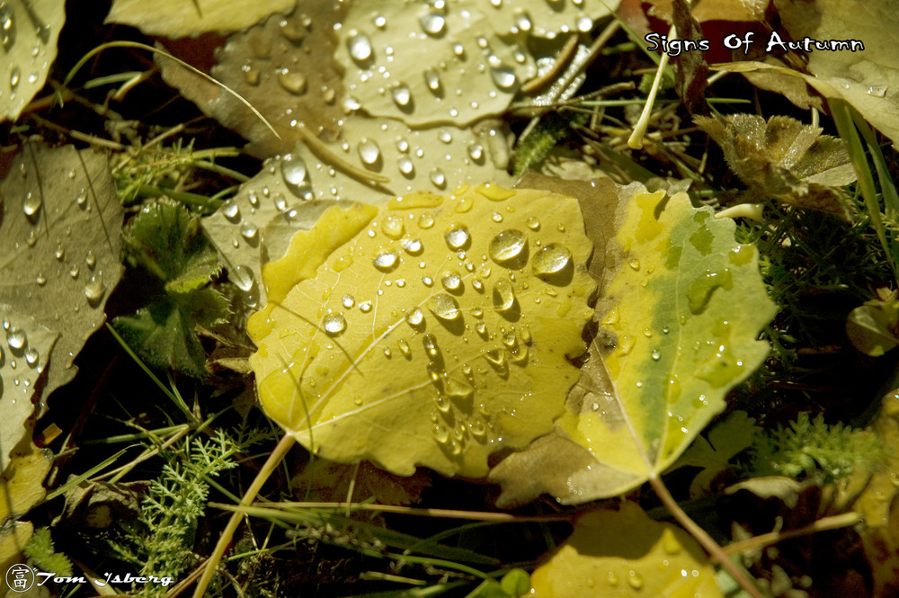 Signs Of Autumn