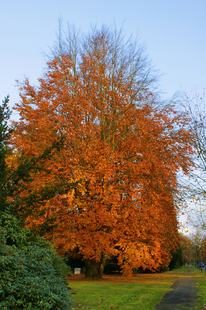 Signs of fall