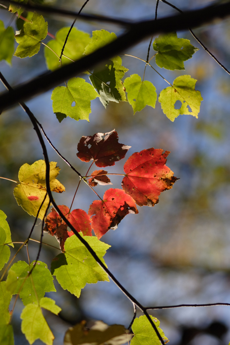 signs of fall