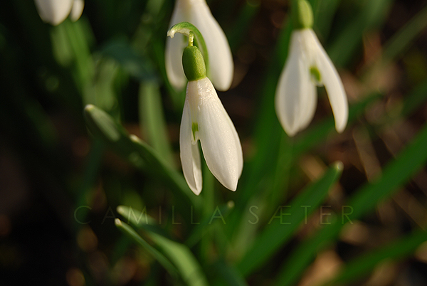 Signs of spring