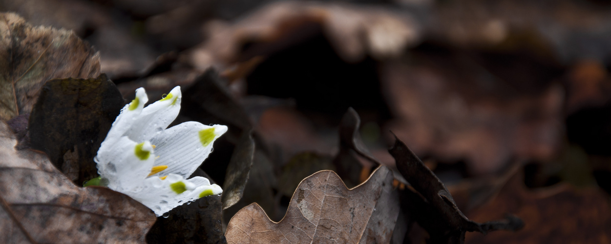 signs of spring