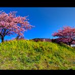 Signs of spring   [Zeichen des Frühlings]