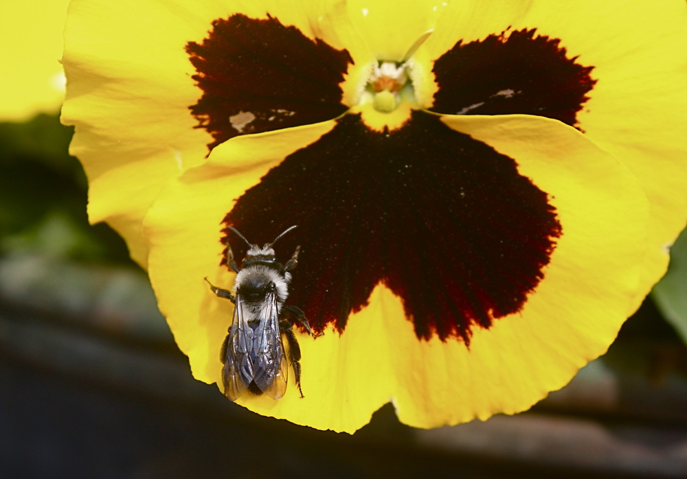 Signs of Summer