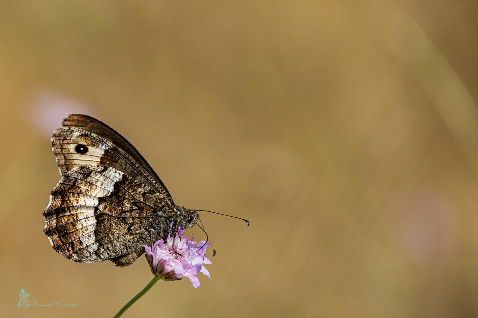 Sigo con mariposas