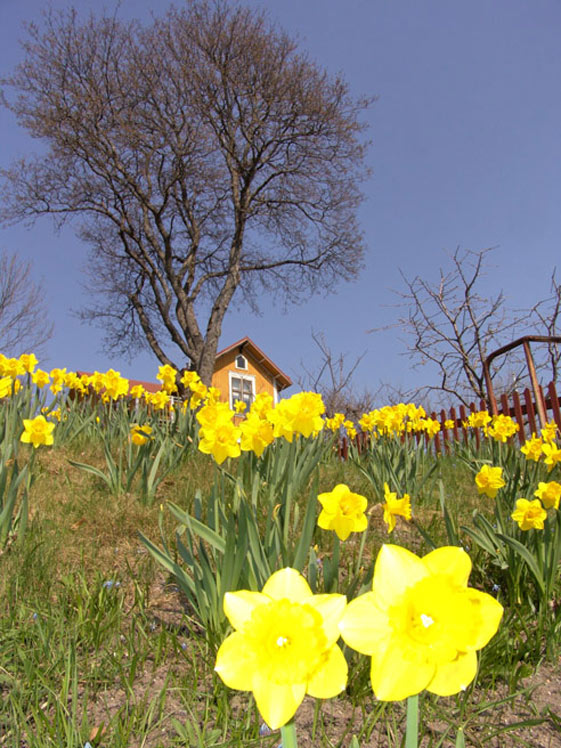 Sigtuna