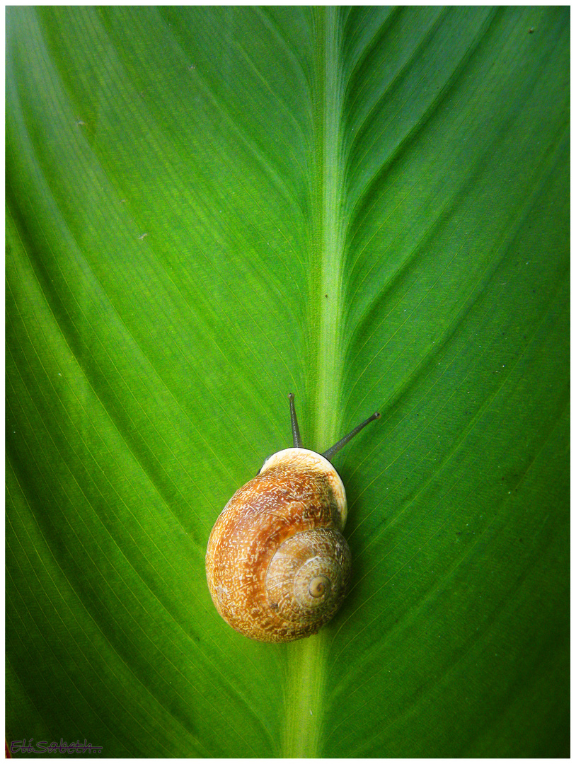 Siguiendo el camino del verde...