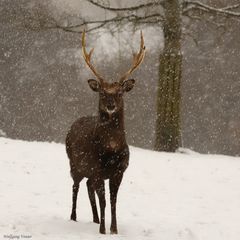 Sika Hirsch