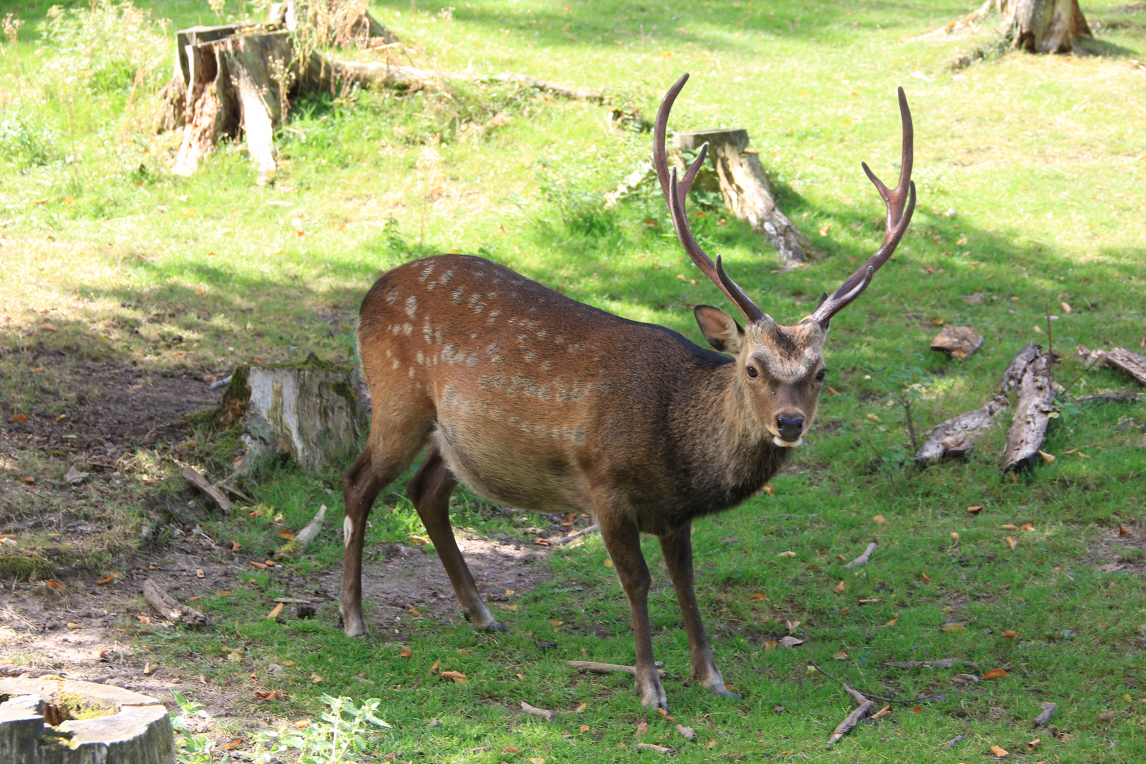 Sika-Hirsch