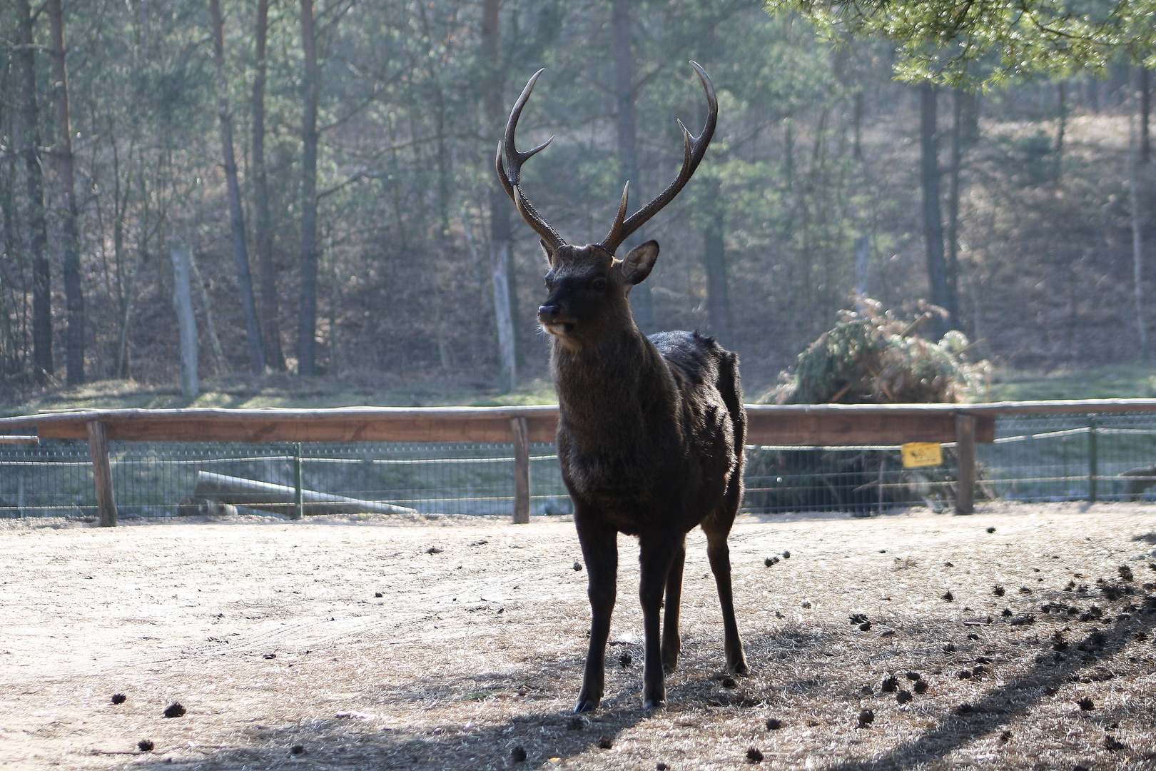 Sika Hirsch