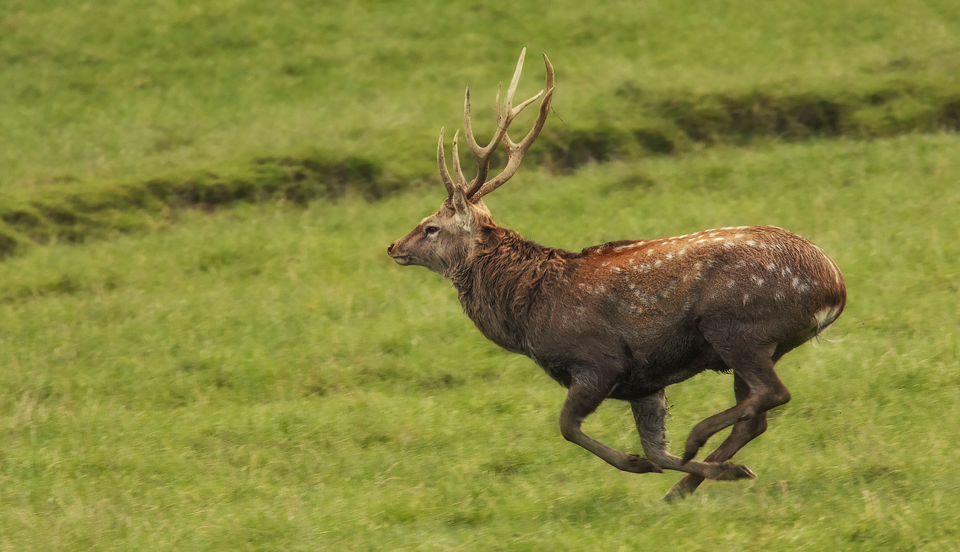 Sika Hirsch 