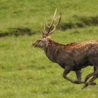 Sika Hirsch 