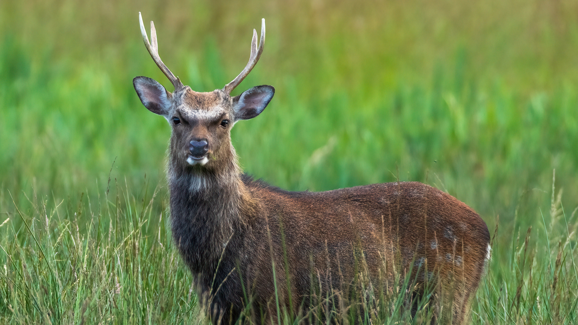 Sika Hirsch