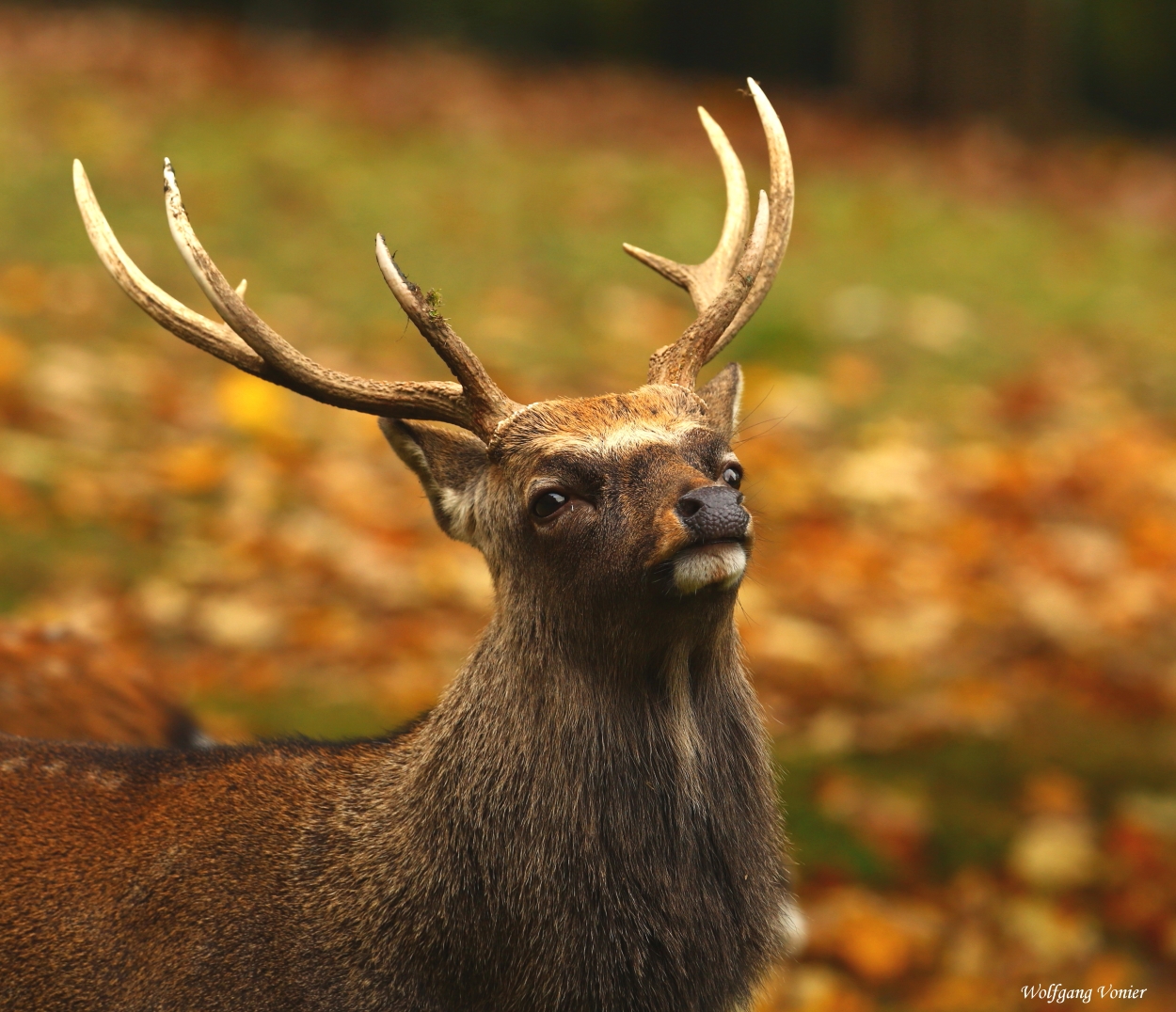 Sika-Hirsch in den Herbstfarben