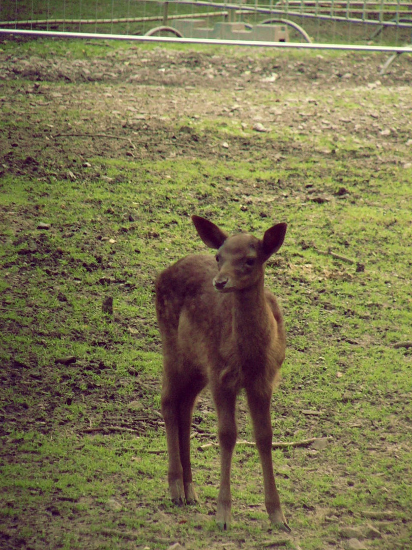 Sika-Hirsch-Kalb