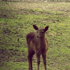 Sika-Hirsch-Kalb