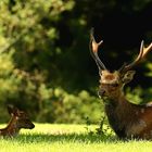 Sika Hirsch mit Nachwuchs